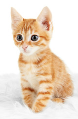 Cute little red kitten isolated on white