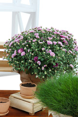 Chrysanthemum bush and grass in pots