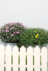 Chrysanthemum bushes and fence on grass on grey background