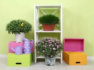 Flowers in pots with color boxes on shelves on wall background