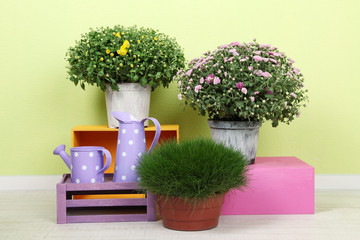 Flowers in pots with color boxes and watering cans