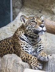 close up of a large Jaguar cat