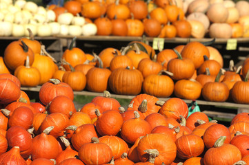 Kürbisse im Hofladen