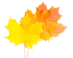 collection beautiful colorful autumn leaves
