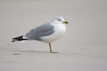 Ring-billed gull, Larus delawarensis,
