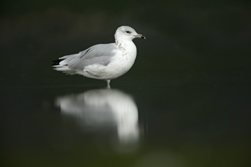 Ring-billed gull, Larus delawarensis,