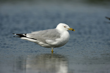 Fototapeta na wymiar Ring-billed gull, Larus delawarensis,