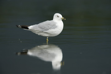 Ring-billed gull, Larus delawarensis,