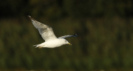 Ring-billed gull, Larus delawarensis,