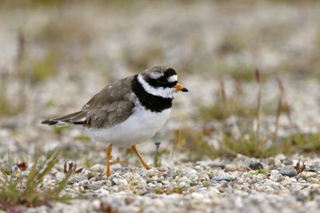 Ringed plover, Charadrius hiaticula
