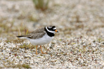Ringed plover, Charadrius hiaticula