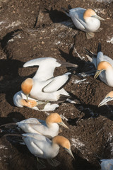 mating Australasian Gannets