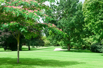 Fototapeta na wymiar summer park with beautiful green lawns