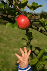 Child's hand reaching for an apple on a tree