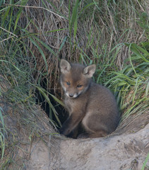 Naklejka na ściany i meble Młoda fox w otworze. Lis (Vulpes vulpes) 35 dni.