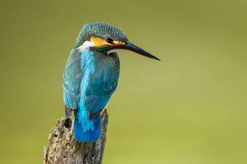 Full frame of Common Kingfisher in nature of Thailand