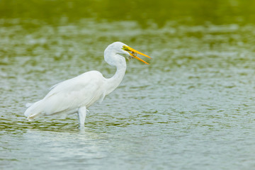 Naklejka premium Eastern Great Egret with fish in her mount in nature