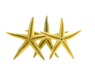 Fototapeta na wymiar Yellow Starfish isolated on white