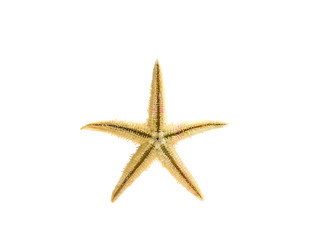 Fototapeta na wymiar Yellow Starfish isolated on white