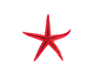 Red Starfish isolated on white