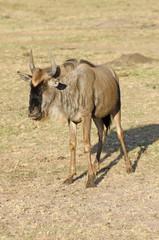 Naklejka na ściany i meble african wildebeest on grasslands of the masi mari