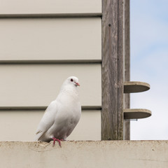 white pigeon sitting at dovecote