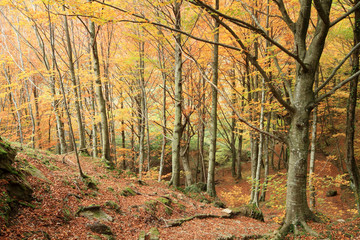 foresta nel casentino