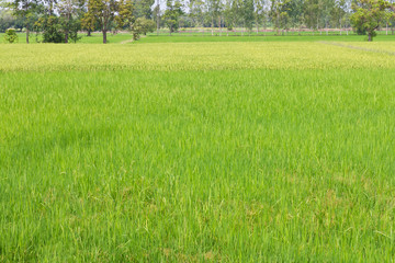 Obraz premium Background of the green paddy fields and golden grains grow
