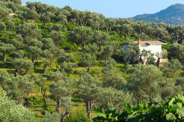 Fototapeta na wymiar Plantation of olive tree in Montenegro