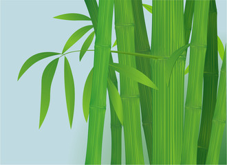 Bamboo template. Vector.