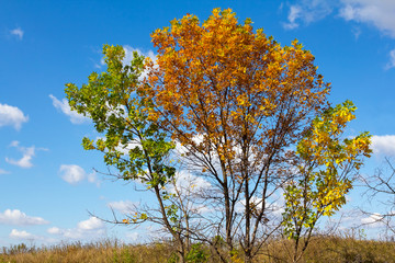 beautiful oak tree on a blue sky background
