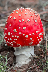 closeup flyagaric mushroom