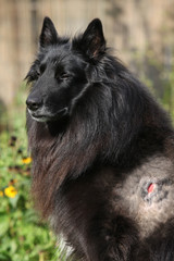 Injured groenendael after fight with other dog