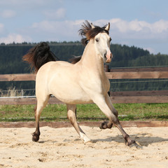 Obraz na płótnie Canvas Beautiful palomino horse running