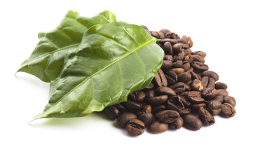 coffee grains and leaves