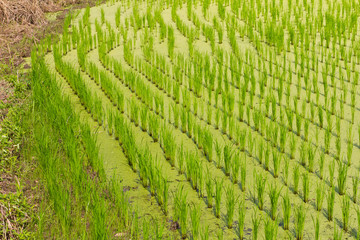 Rice seedlings growing in row over duckweed floating