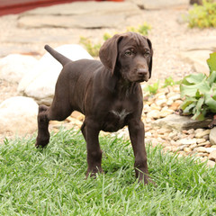 Gorgeous puppy in the garden