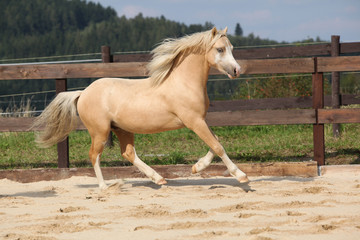 Gorgeous palomino stallion running - obrazy, fototapety, plakaty