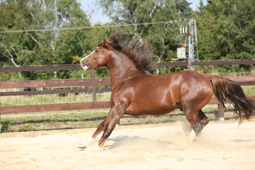 Beautiful stalion with long mane running