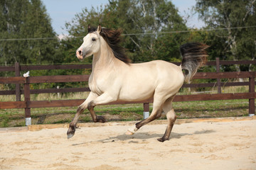 Beautiful palomino horse running