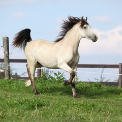 Beautiful palomino horse running
