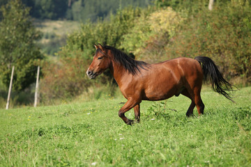 Beautiful brown horse running