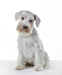 White miniature schnauzer puppy