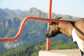 Capretta alpina