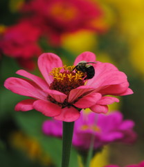 Bumble Bee on Pink Flower