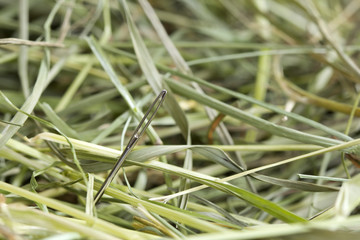 Needle in hay