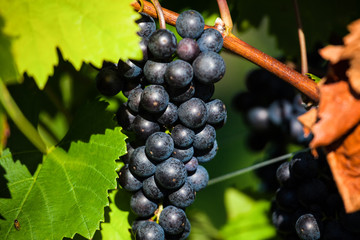 grapes in the vineyard