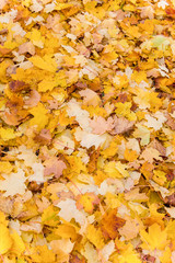 yellow leaves in autumn