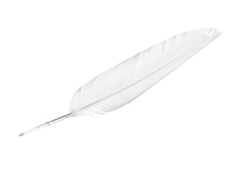 White Feather isolated on the white
