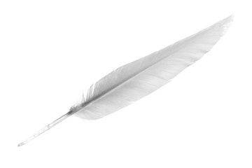White Feather isolated on the white